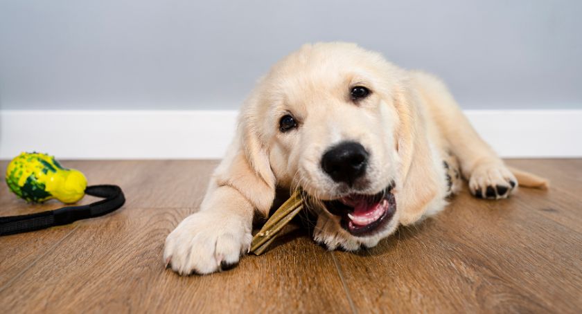 Pet Health Supplements